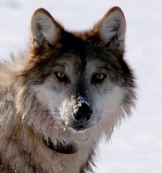 Grazing project could burden endangered wolves, conservationists tell 9th Circuit