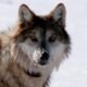 Grazing project could burden endangered wolves, conservationists tell 9th Circuit