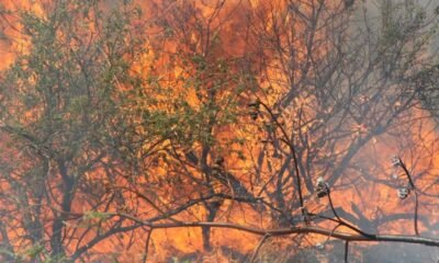 Pima County supervisors eye wildfire mitigation