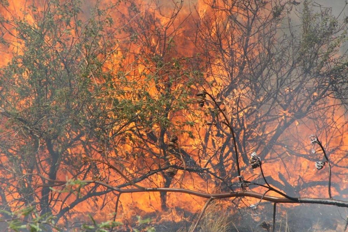 Pima County supervisors eye wildfire mitigation