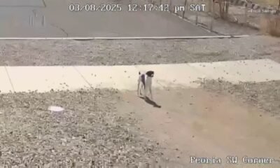 VIDEO: Dog abandoned in Surprise tries to chase after the car that let it go