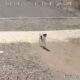 VIDEO: Dog abandoned in Surprise tries to chase after the car that let it go