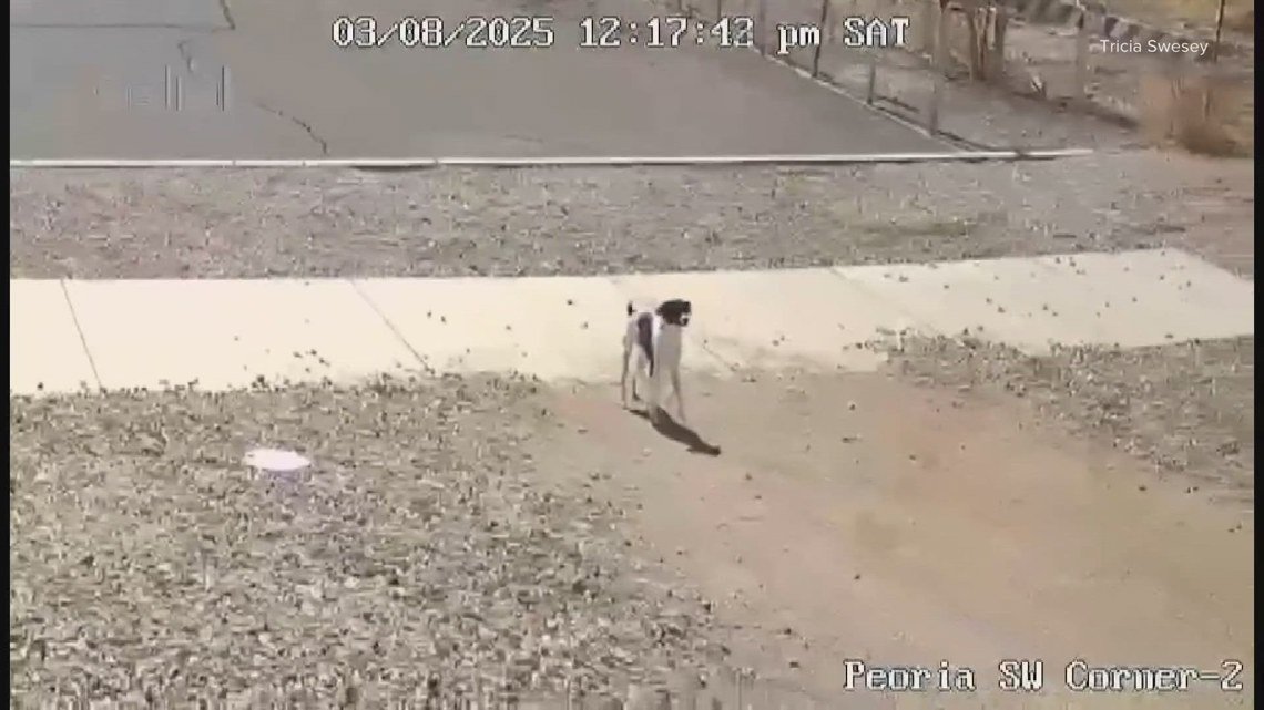 VIDEO: Dog abandoned in Surprise tries to chase after the car that let it go