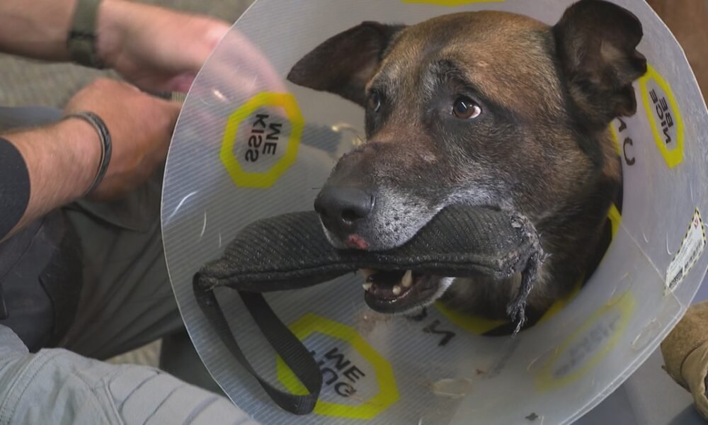 'Super proud of him': Scottsdale police K9 recovering after being shot in line of duty