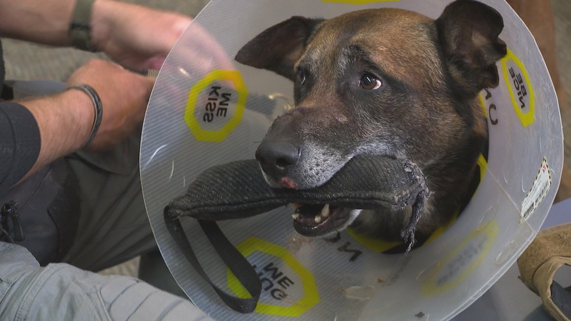 'Super proud of him': Scottsdale police K9 recovering after being shot in line of duty