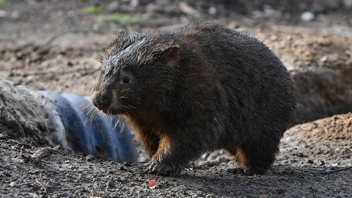 American influencer apologizes for snatching Australian baby wombat following outrage