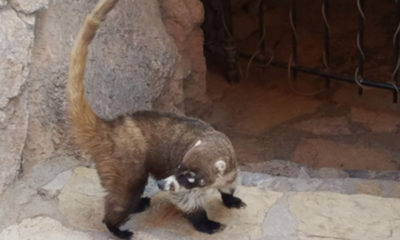 Coatimundi attacks hiker in Cochise County