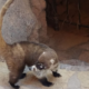 Coatimundi attacks hiker in Cochise County