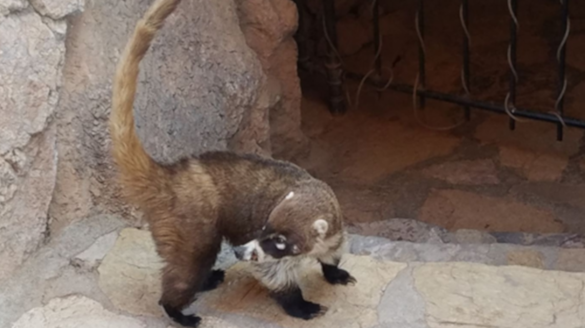 Coatimundi attacks hiker in Cochise County