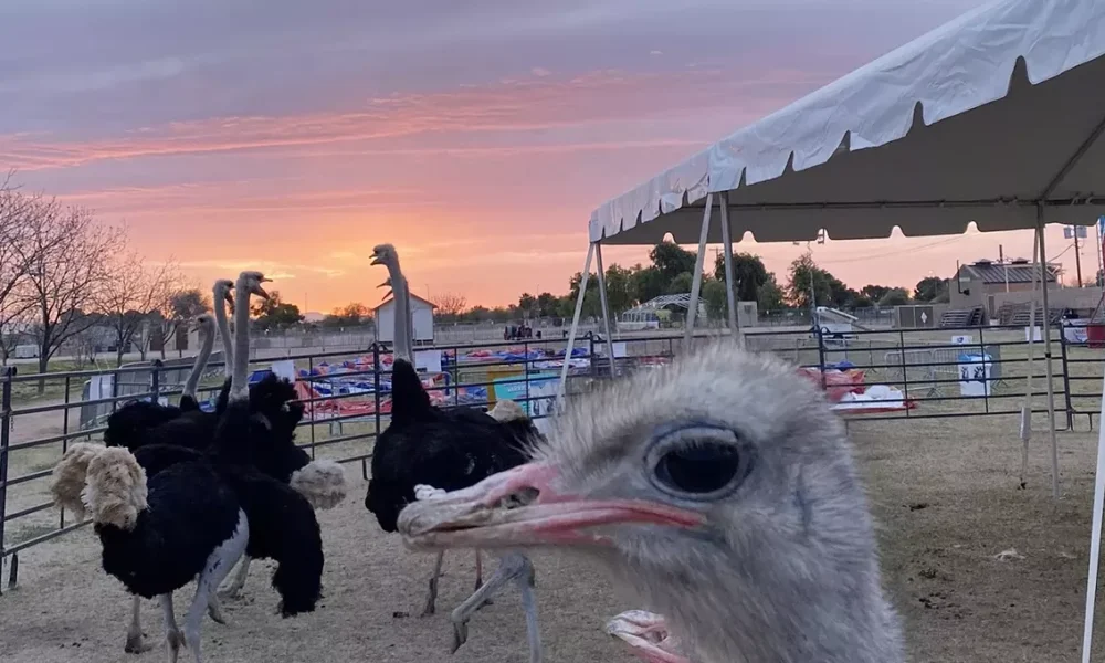 2025 Chandler Ostrich Festival guide: Tickets, discounts, parking