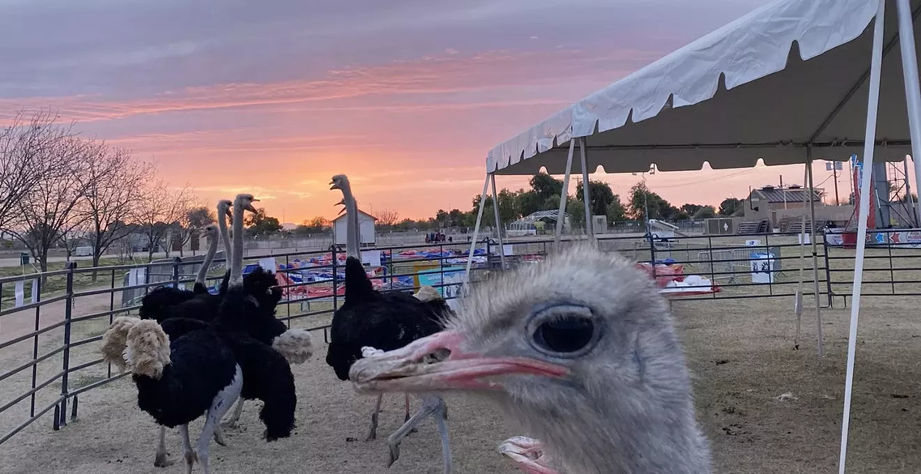 2025 Chandler Ostrich Festival guide: Tickets, discounts, parking