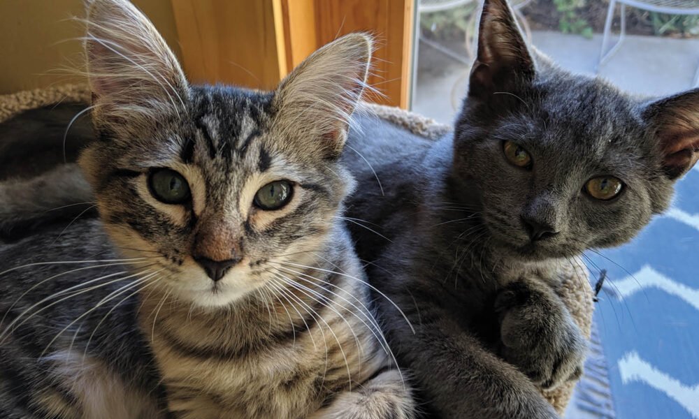 North Central Pet Tales: Meet the dynamic duo of Missy and Felix