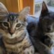 North Central Pet Tales: Meet the dynamic duo of Missy and Felix