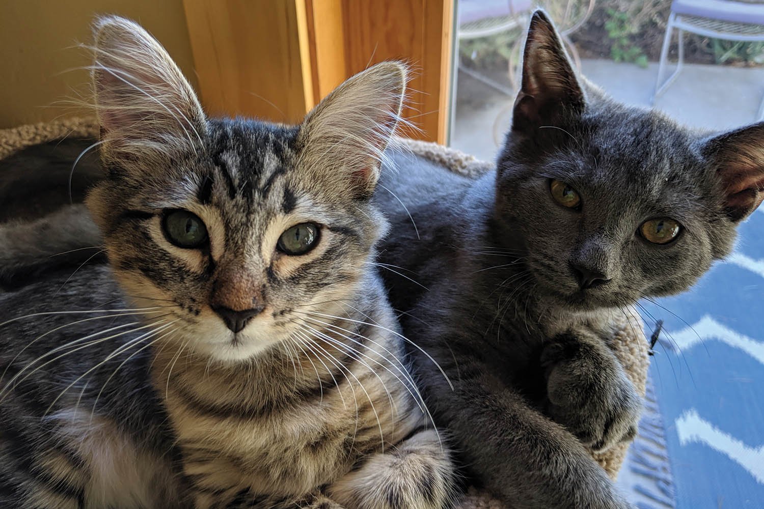 North Central Pet Tales: Meet the dynamic duo of Missy and Felix