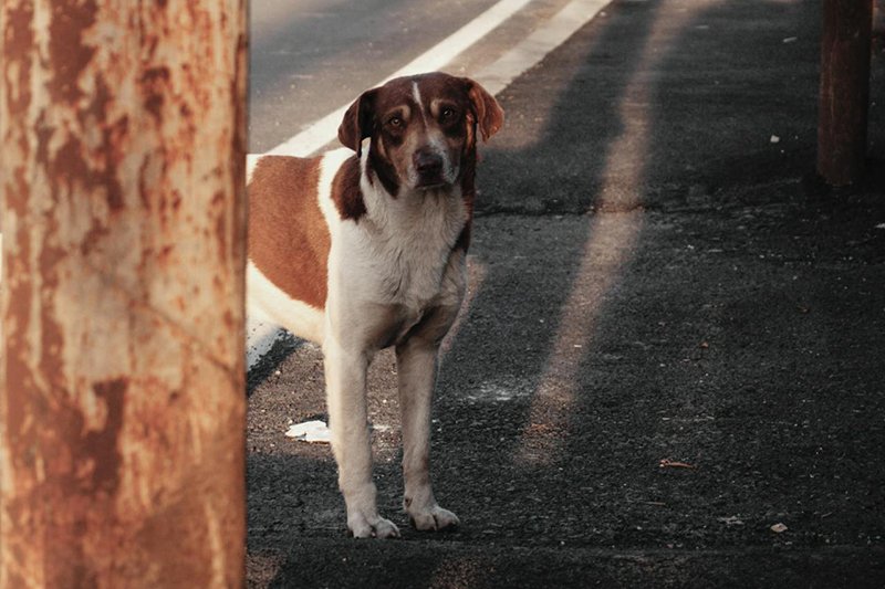 Reunite with lost pets