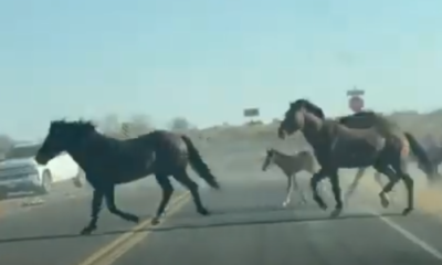 WATCH: Huge wild horse herd kicks up dust on Riggs Road