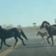 WATCH: Huge wild horse herd kicks up dust on Riggs Road