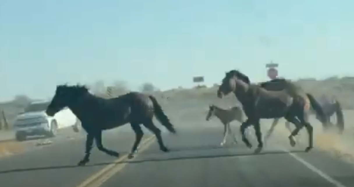 WATCH: Huge wild horse herd kicks up dust on Riggs Road