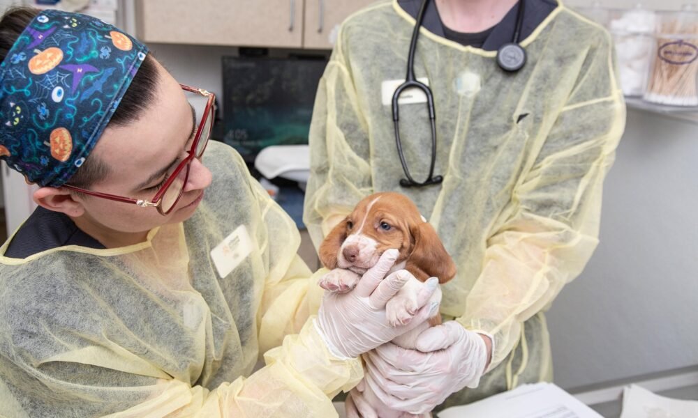 Bill aims to better define Arizona animal cruelty laws