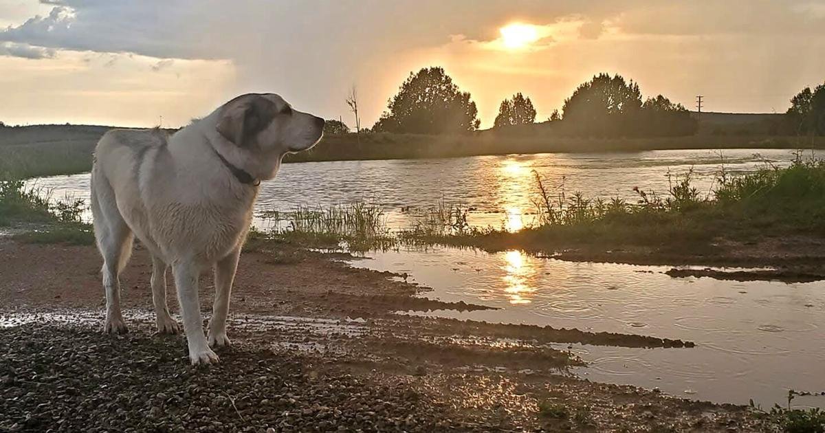 Ranch dog rescues missing 2-year old near Mohave-Yavapai border