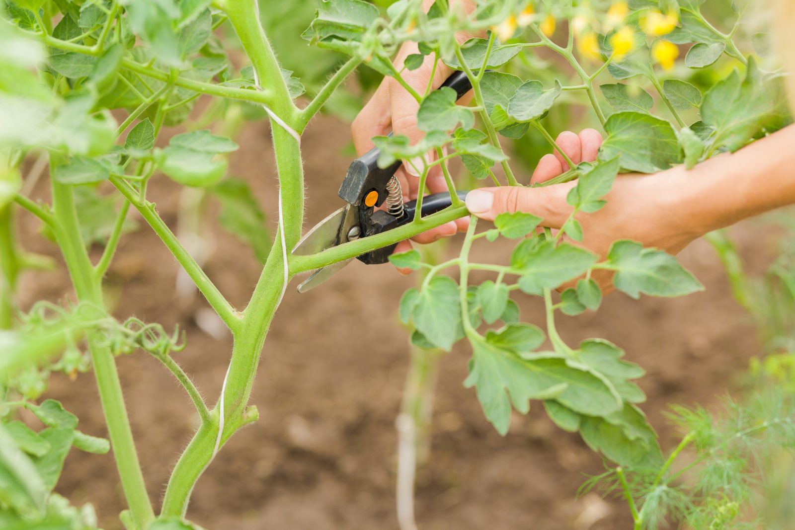 Shuck it before you pluck it: Prune your tomato plants for better yields