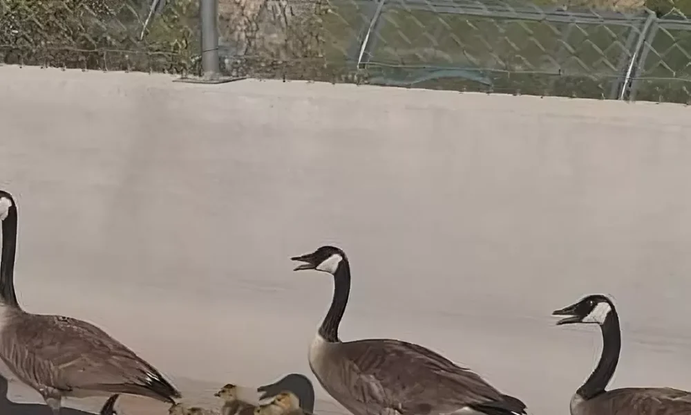 Video: Arizona DPS escorted a family of geese off Mesa freeway