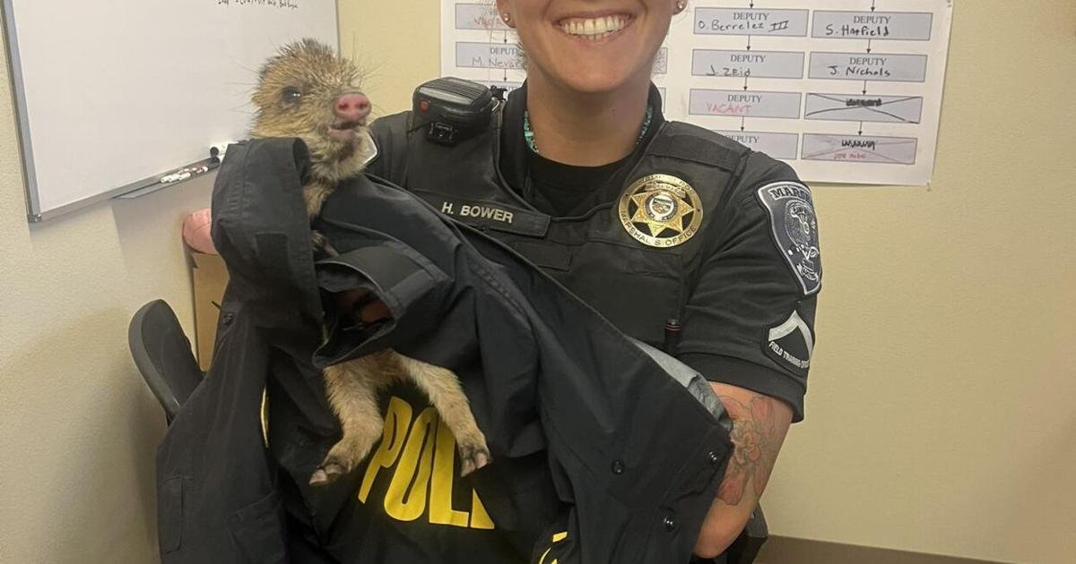 Baby javelina rescued near feed store in Central Arizona
