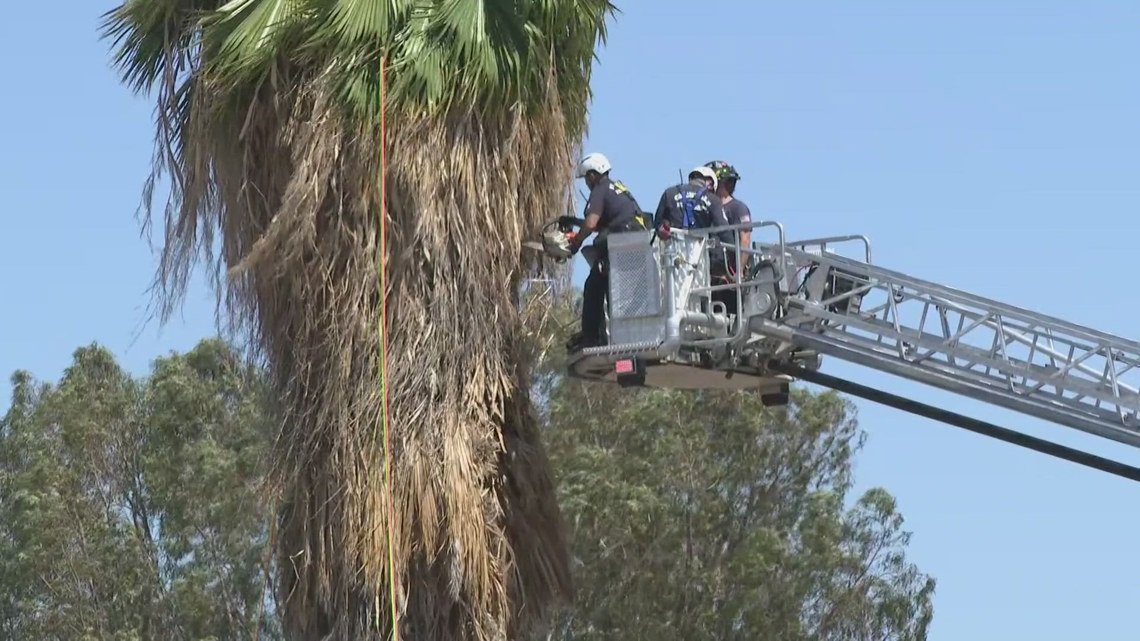 Tree trimmer pulled from top of palm tree dies