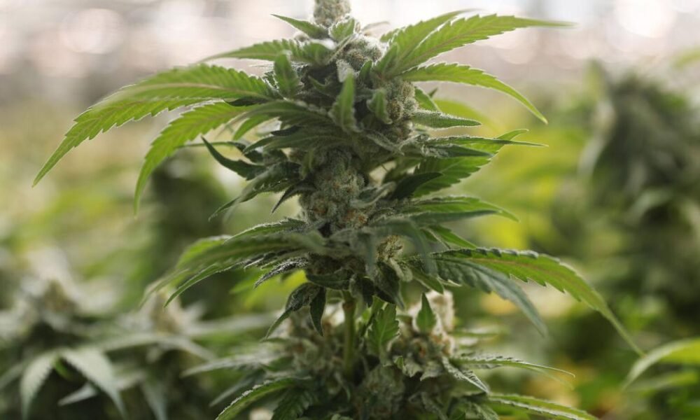 Arizona marijuana recall issued over possible mold contamination