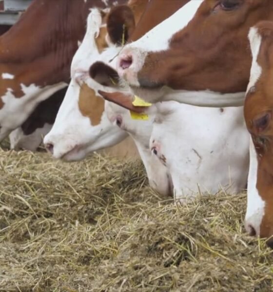 EE. UU. prohíbe importación de ganado de México para erradicar el gusano barrenador