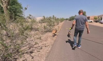 West Valley man calls for javelina relocation after attack