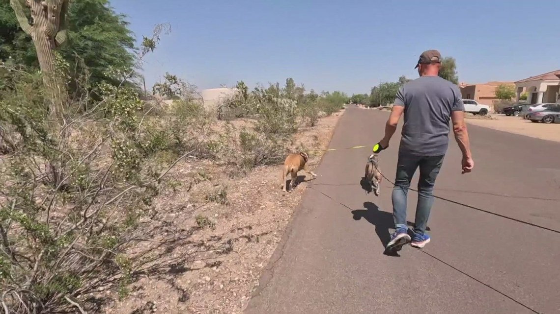 West Valley man calls for javelina relocation after attack
