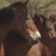 'It'd be devastating': Arizona officials want fewer wild horses at the Salt River