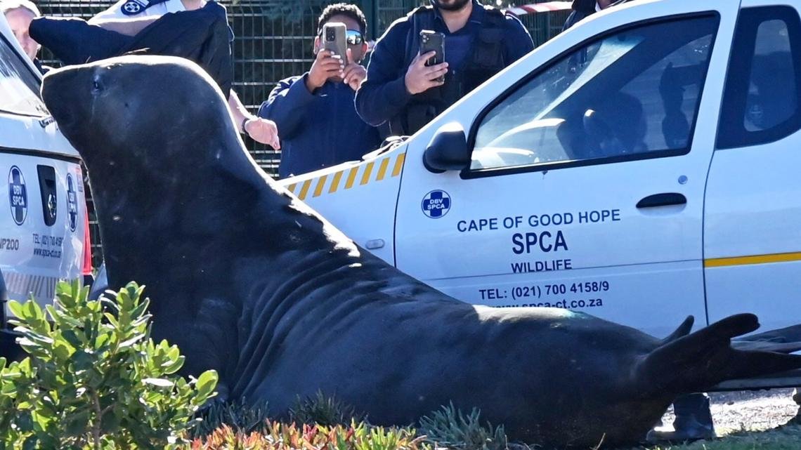 'How did you get here?' A large elephant seal is found lumbering along a South African street