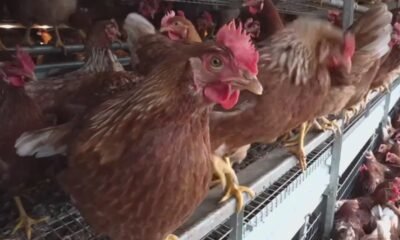West Valley egg producer Hickman's Farms forced to shut down operations due to bird flu