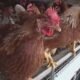 West Valley egg producer Hickman's Farms forced to shut down operations due to bird flu