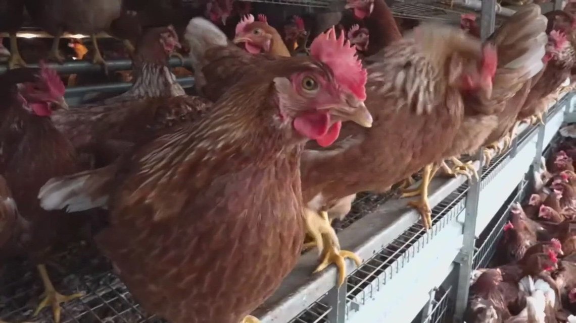 Avian flu forces Hickman's Family Farms to pause majority of production for 2 years