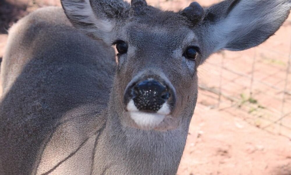 Arizona confirms no Chronic Wasting Disease in deer, elk after testing over 1,500 animals