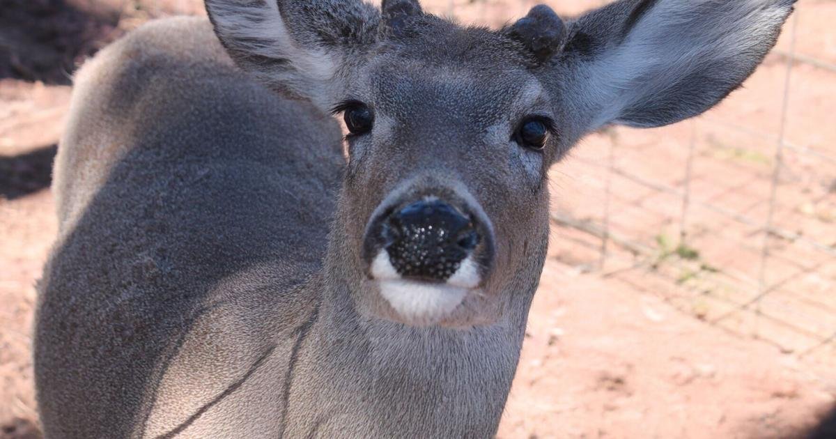 Arizona confirms no Chronic Wasting Disease in deer, elk after testing over 1,500 animals