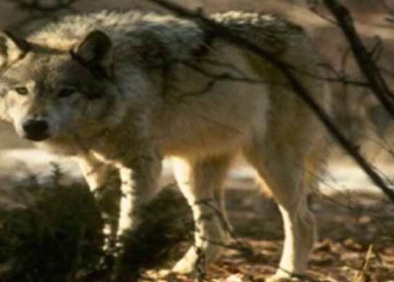 wolf