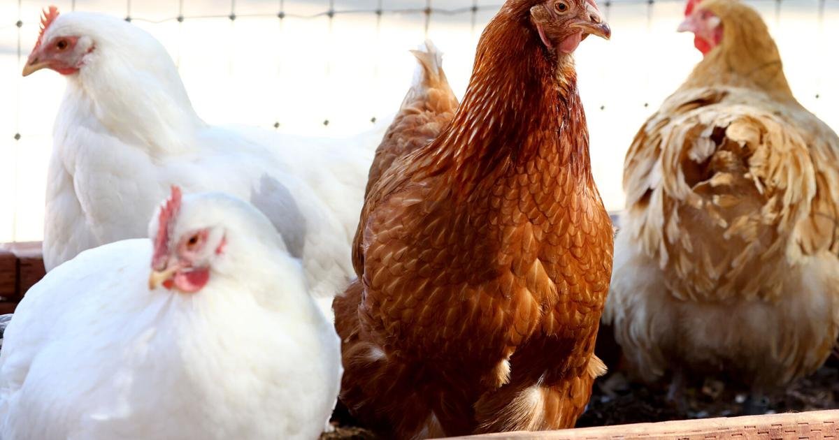 Avian influenza confirmed at Maricopa County poultry farm
