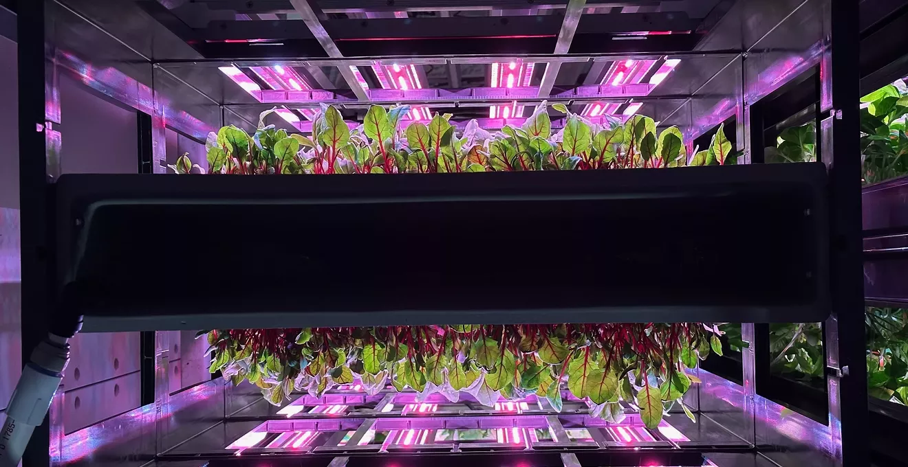 Avondale vertical farm grows greens in high-tech warehouse