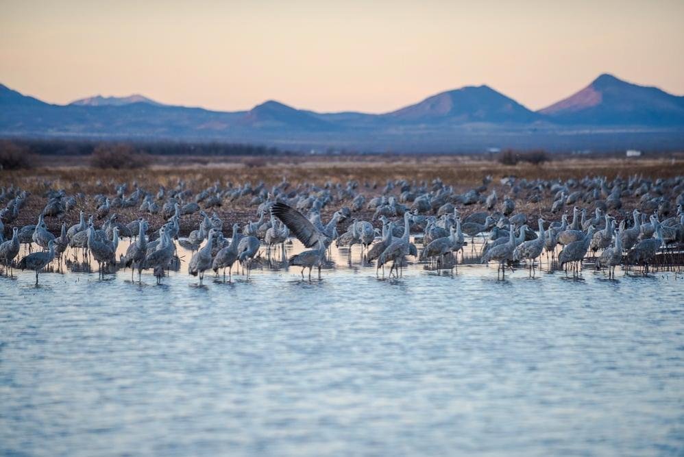 How farmers can help rescue water-loving birds