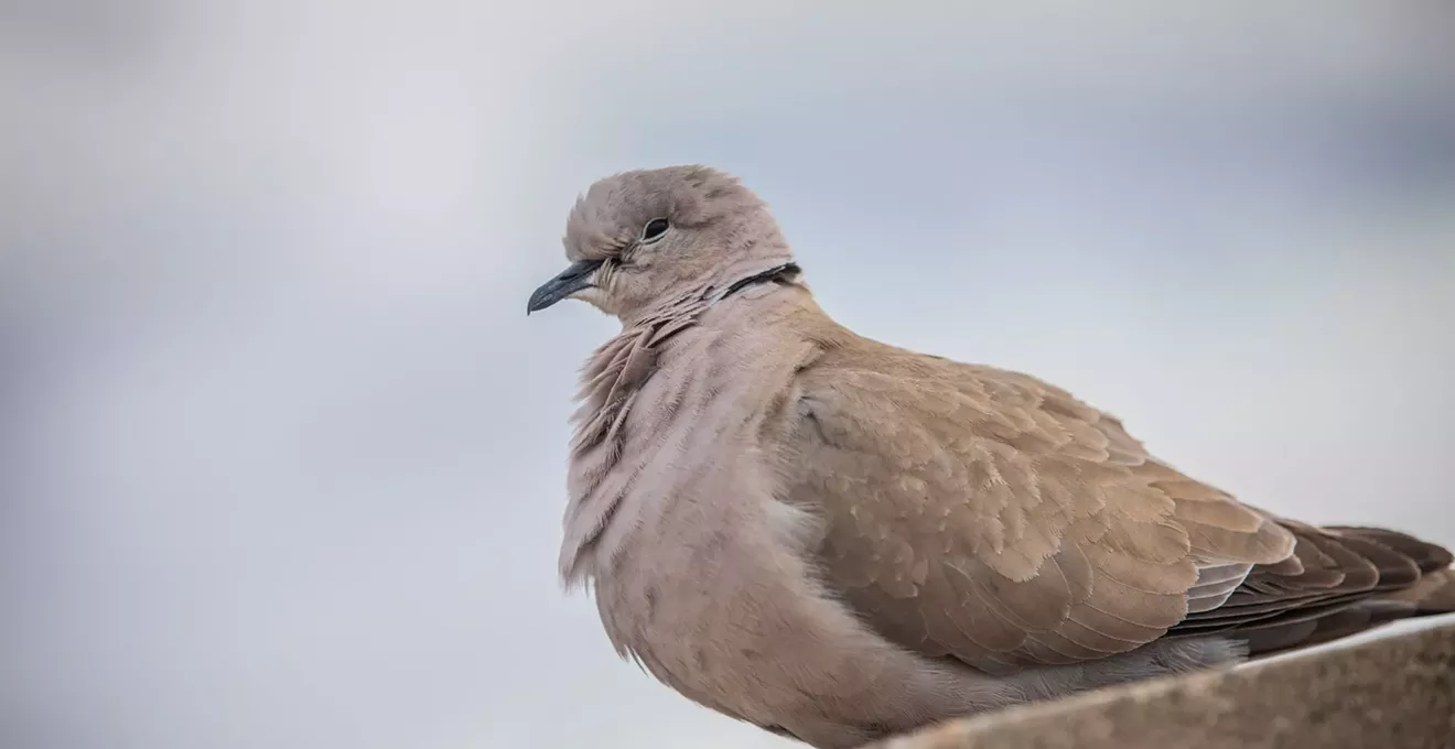 How Arizonans can stop birds from flying into windows