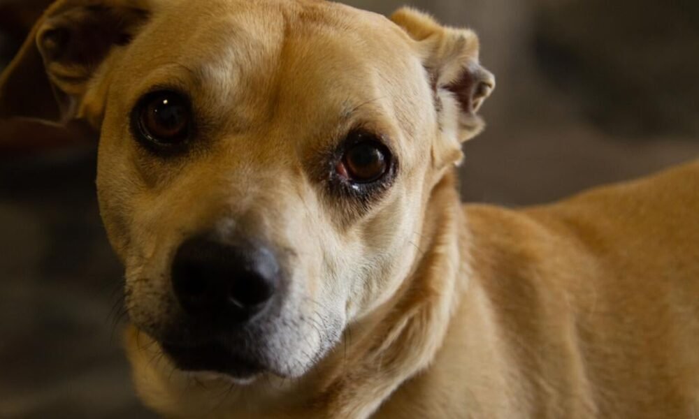 Lake Havasu City moves to crack down on animal abuse, hoarding with tougher code rules