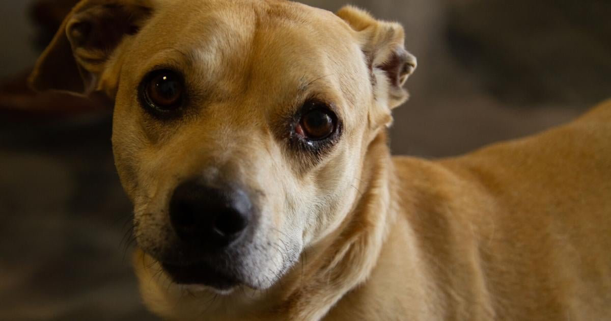 Lake Havasu City moves to crack down on animal abuse, hoarding with tougher code rules