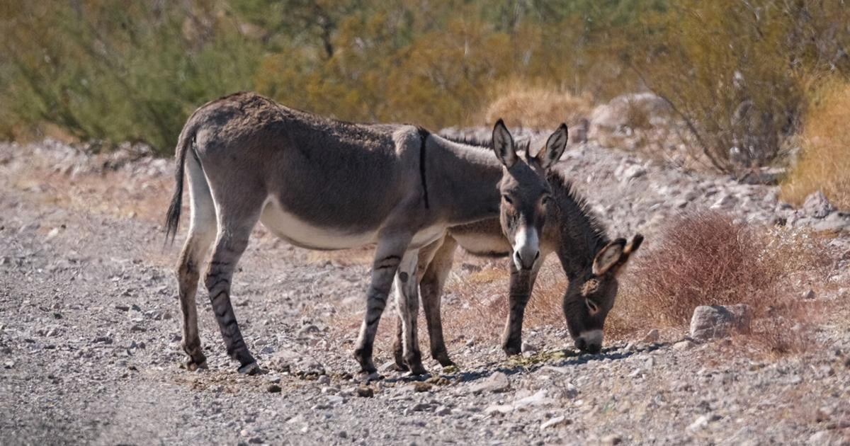 New Congressional Wild Horse Caucus aims to address burro, wild horse populations