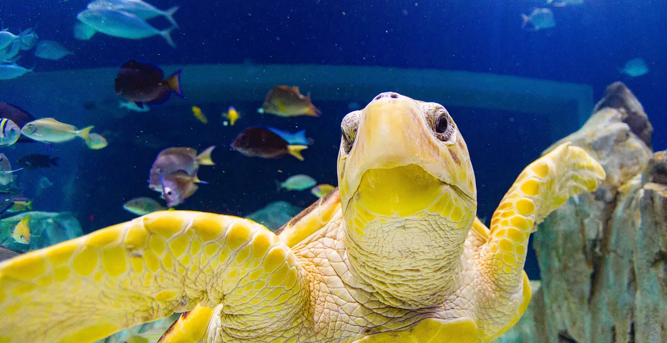 Scottsdale’s OdySea makes list of best aquariums in U.S.