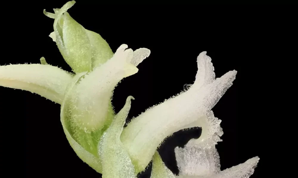Phoenix sees rare orchid bloom at Desert Botanical Garden