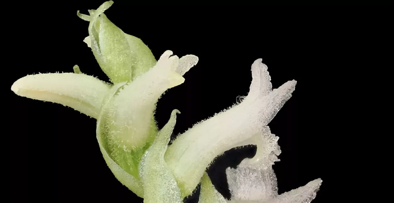 Phoenix sees rare orchid bloom at Desert Botanical Garden